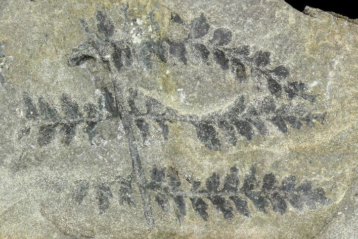 Carboniferous Fossil Ferns (Sphenopteris) - Poland #111647